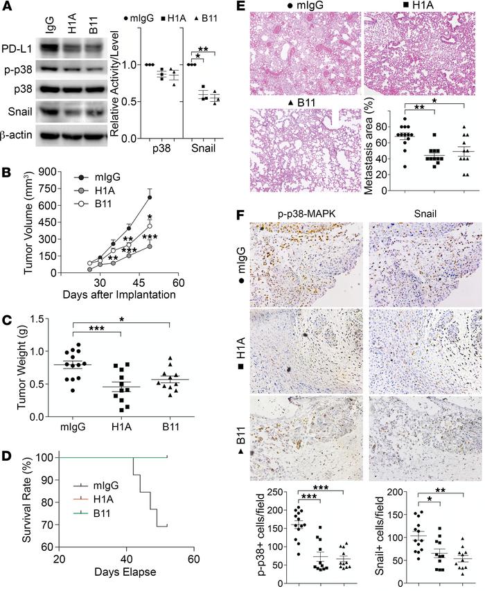 PD-L1 antibodies diminish PD-L1 tumor-intrinsic signaling and inhibit TN...