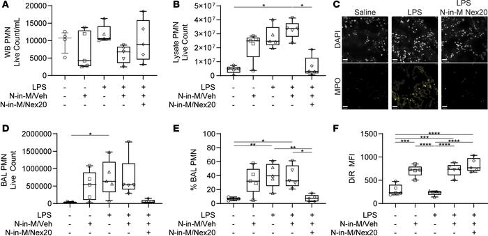 N-in-M delivery of Nexinhib20 attenuates neutrophilic inflammation.
(A) ...