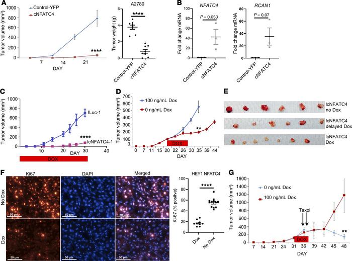 
NFATC4 inhibits tumor growth and promotes chemoresistance in vivo.
(A) ...