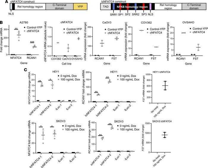 Characterization of NFATC4 overexpression constructs.
(A) Schematic diag...