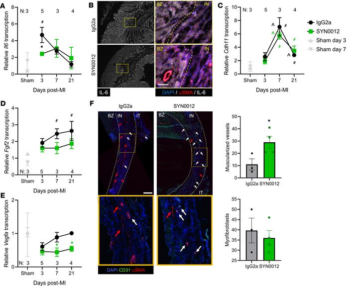 CDH11 blockade reduces inflammatory signaling and improves vascular matu...