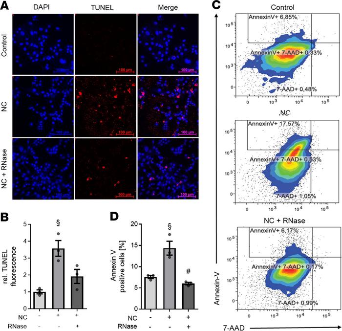 RNase 1 treatment of cardiomyocytes exposed to necrotic cardiomyocytes r...