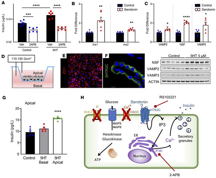 CSF serotonin induces choroid plexus insulin secretion in a Ca2+-depende...