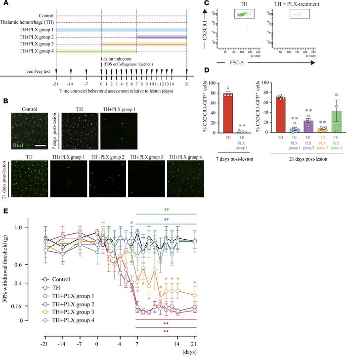 Microglial depletion prevented the development of mechanical allodynia i...