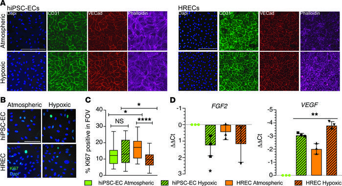 In hypoxia, HRECs show a significant decrease in proliferation compared ...