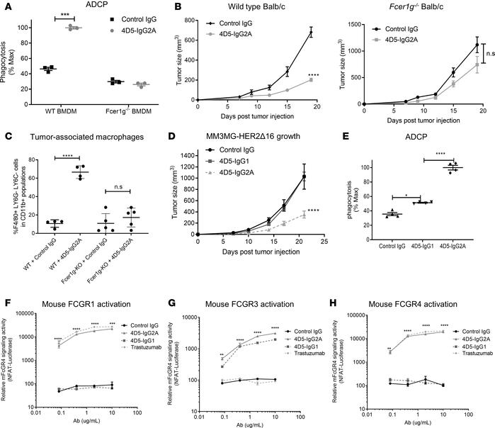 Antibody-dependent cellular phagocytosis (ADCP) of mouse trastuzumab (4D...