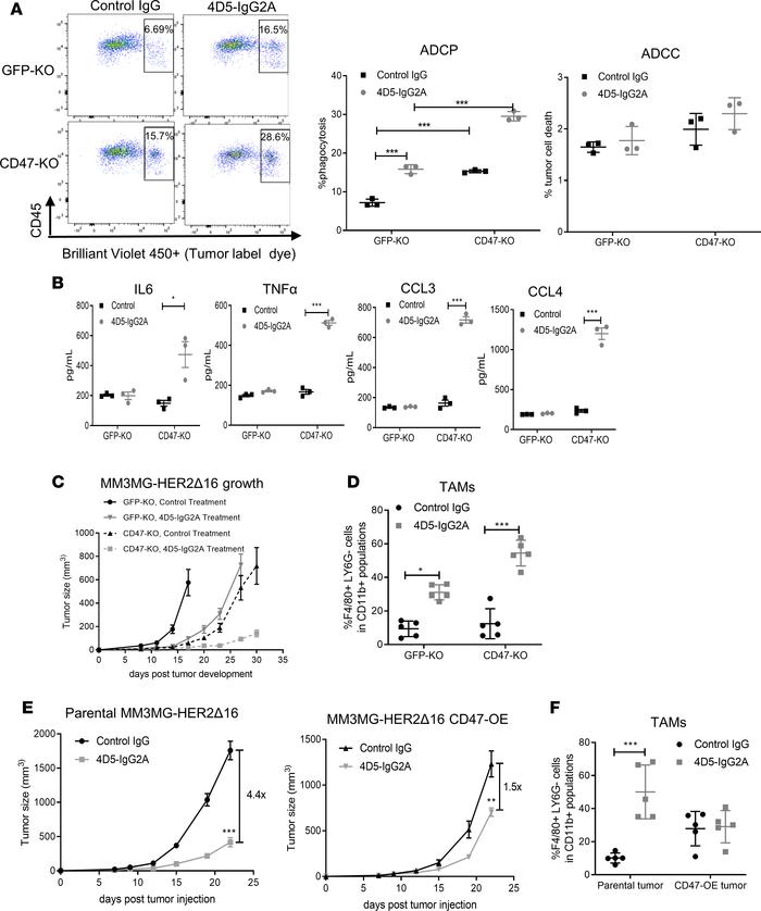 CD47 suppresses the antitumor activity of mouse trastuzumab (4D5).
(A) C...