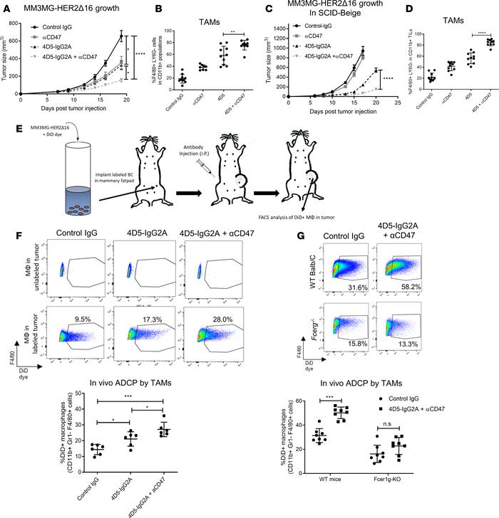 CD47 blockade increases therapeutic efficacy of mouse trastuzumab and au...
