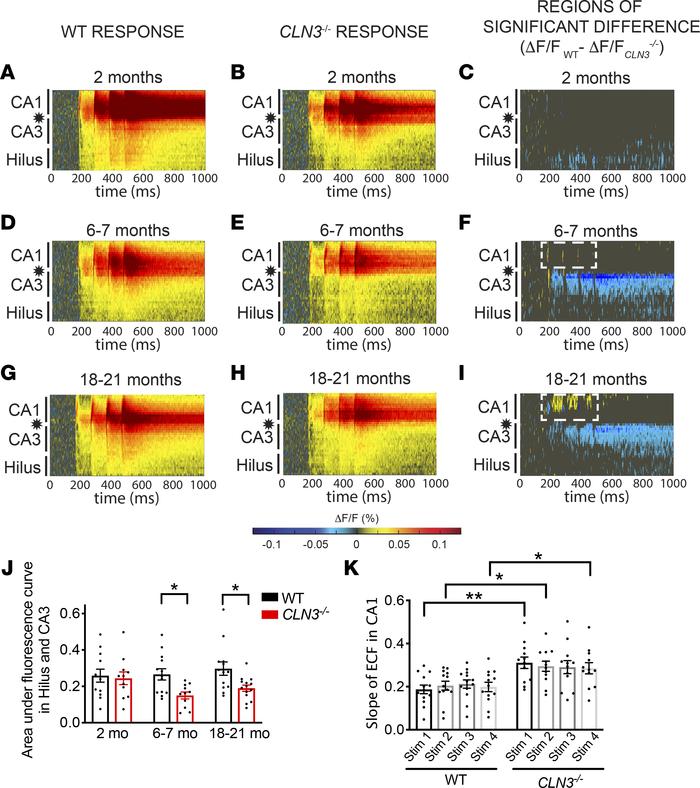 As CLN3 disease progresses, CA1 becomes hyperexcitable in response to SC...