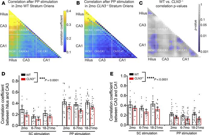 All regions of the hippocampus have a decrease in correlation of activit...