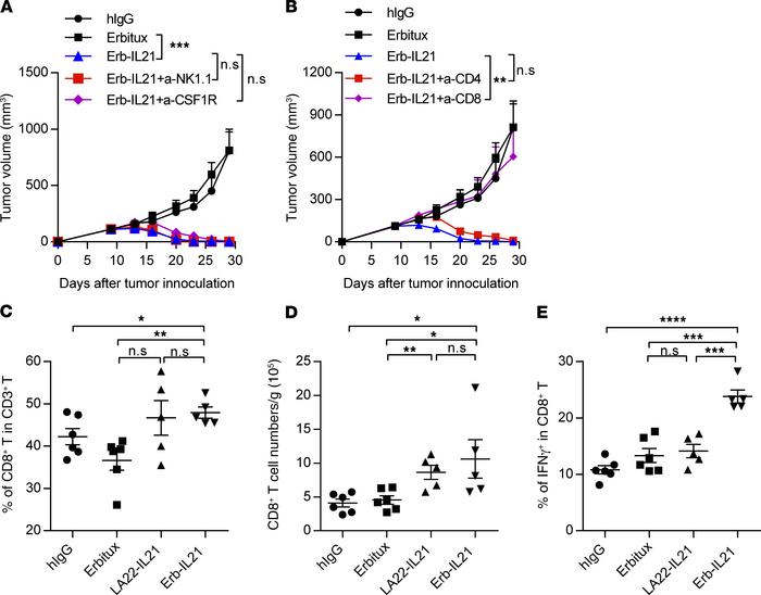 Tumor regression induced by IL-21 depends on CD8+ T cells.
C57BL/6 mice ...