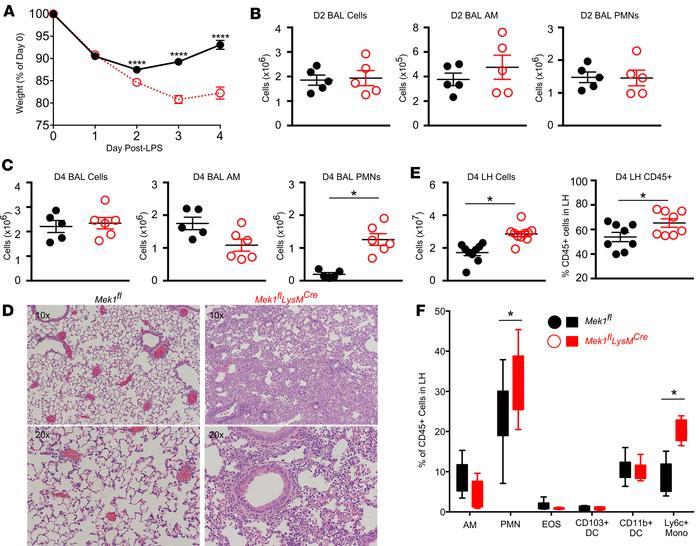 
Mek1flLysMCre impairs resolution of LPS-ALI.
Mek1fl and Mek1flLysMCre m...