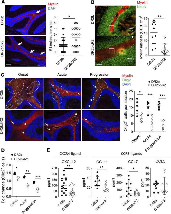 TNFR2 promotes remyelination in EAE.
Passive EAE induction by adoptive t...