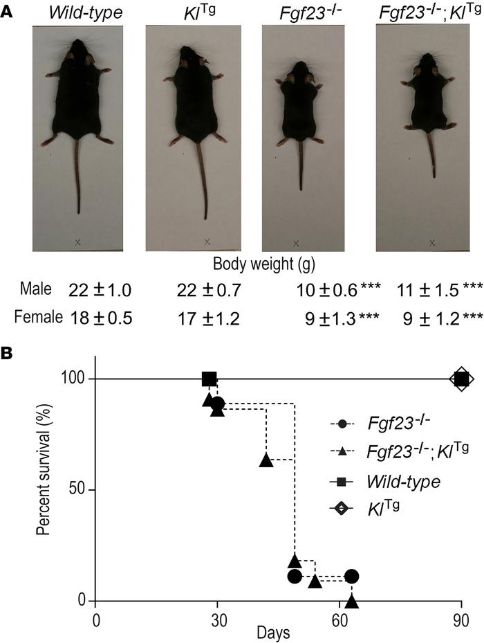 Gross appearance and survival curve in compound Fgf23 knockout and KlTg ...
