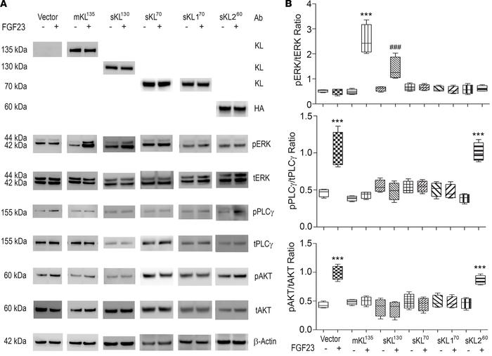 The effects of the FGF23 on FGF23-induced signaling in HEK293T cells tra...