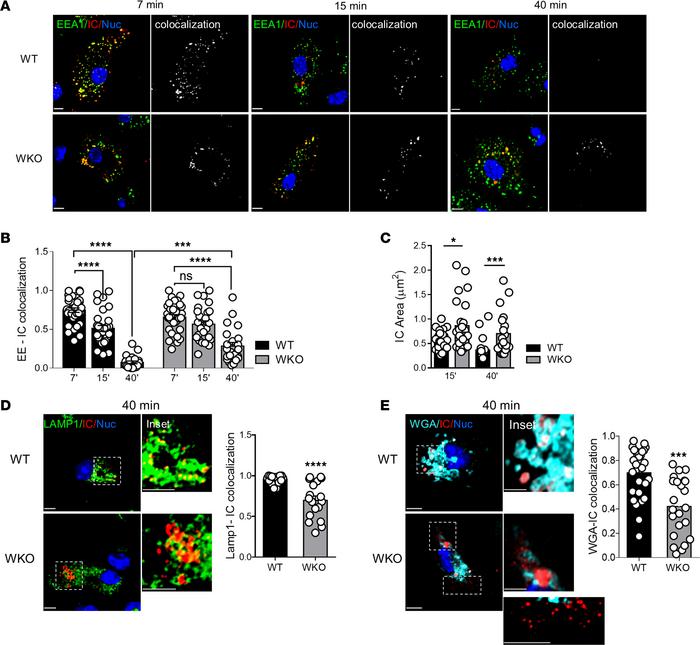 DNA-ICs accumulate in endosomes of WASp-null cells.
(A) WT or WKO DCs we...