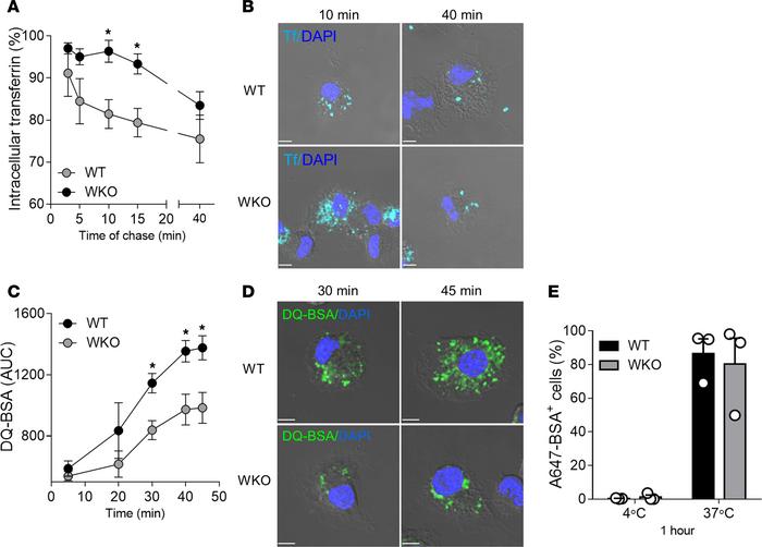 WASp controls endosomal recycling and lysosomal degradation.
(A and B) W...
