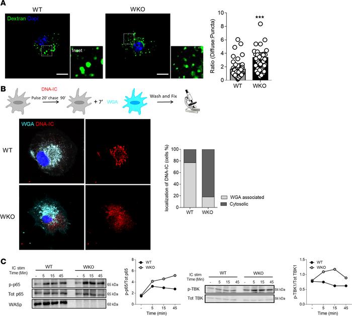 Defective endolysosomes leak to the cytosol, causing TBK1 activation.
(A...