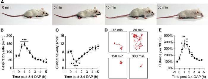 Single administration of 3,4-DAP transiently reverses severe physiologic...