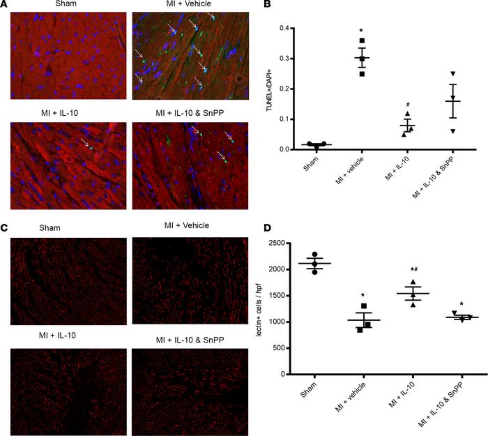 IL-10 reduced cardiomyocyte apoptosis and increased capillary density in...