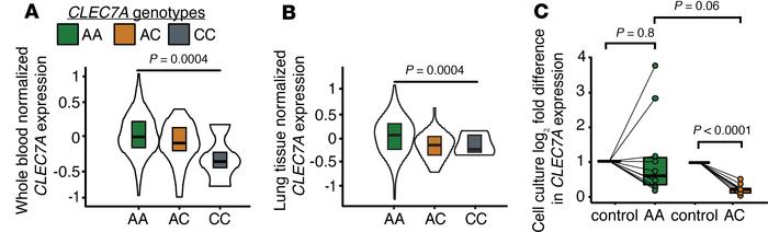 Decreased CLEC7A transcripts in Y238X variants.
Violin plots showing max...