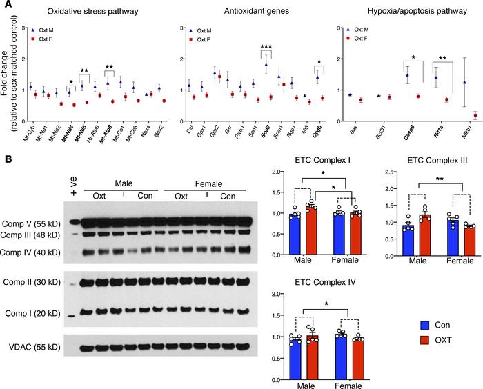 OXT-induced hypercontractility causes sex-dependent gene expression chan...