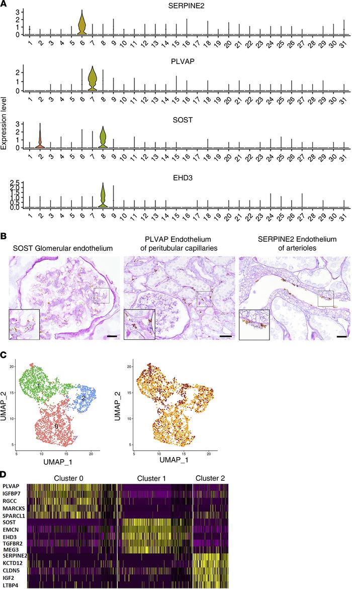 Endothelial cell types.
(A) Violin plots with cluster-specific expressio...