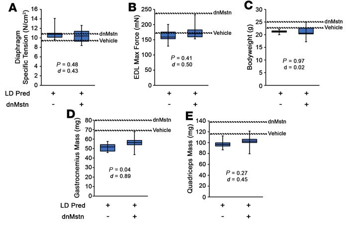 Low-dose prednisolone treatment does not unmask muscle hypertrophy when ...