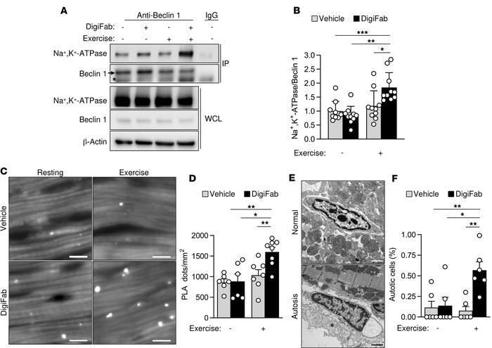 Endogenous cardiac glycosides regulate Beclin 1/Na+,K+-ATPase binding an...