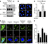 Beclin 1 and Na+,K+-ATPase interact in cultured cells during starvation.