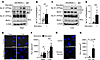 Beclin 1 and Na+,K+-ATPase interact in mouse and human tissues during starv