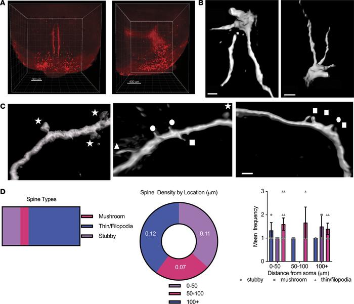 GHRH neurons are multipolar neurons with sparse dendritic processes.
(A)...