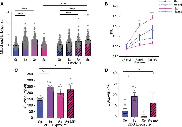 Mdivi-1 preserves the response to low glucose after repeated glucose dep...