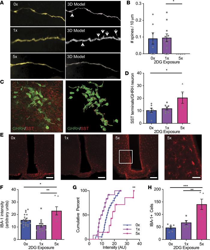 Repeated glucose deprivation disrupts inputs into GHRH neurons and activ...
