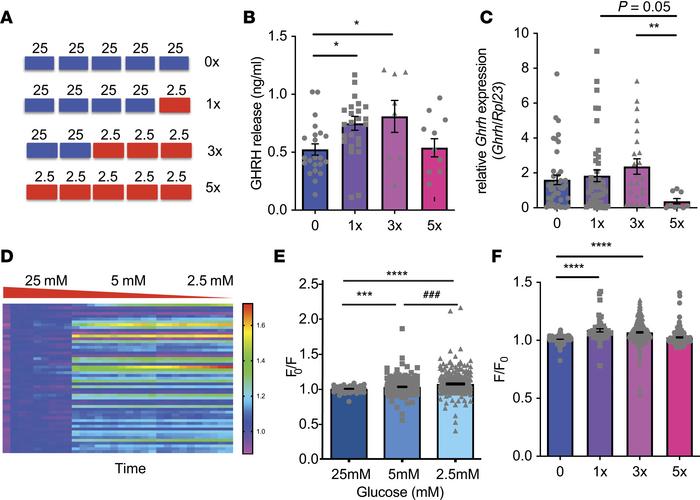 N38 cells are glucose inhibited and responses are blunted by recurrent g...