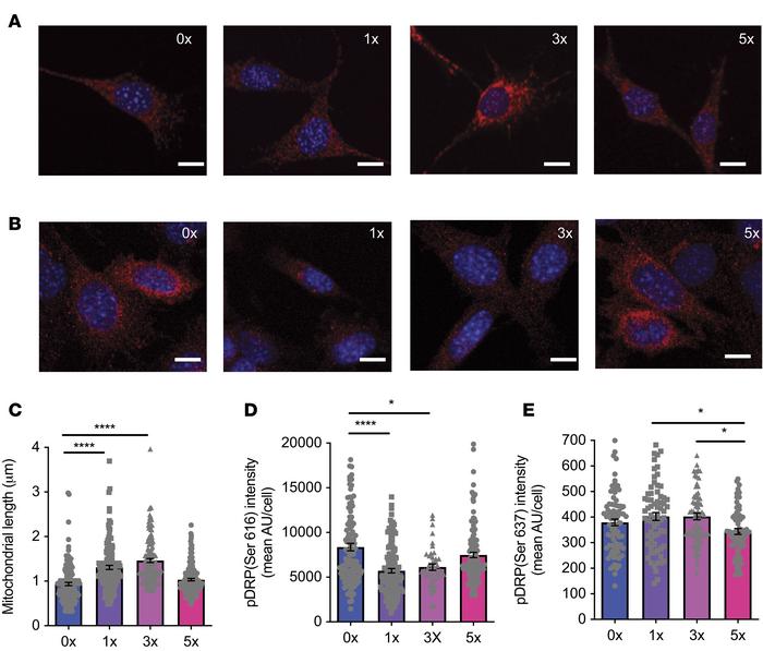 Repeated glucose deprivation blunts effects of low glucose on mitochondr...