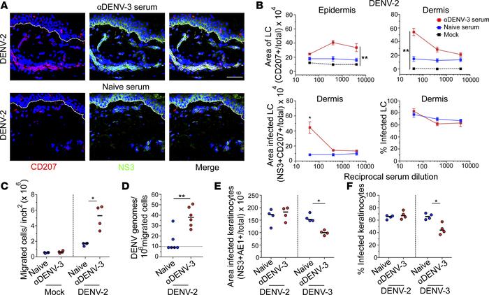 DENV-3 immune sera enhances migration of infected LCs from the epidermis...