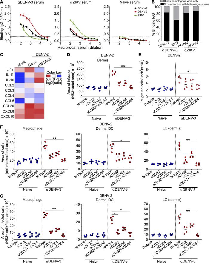 Cross-reactive antibodies in immune sera mediate enhancement through CD3...
