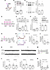 KU regulates GABA development and boosts KCC2 levels in vitro and in vivo.