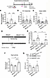 KU effects on Mecp2y/– developmental and functional alterations.