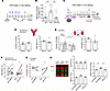 In vitro and in vivo effects of KU in the VPA model of autism.