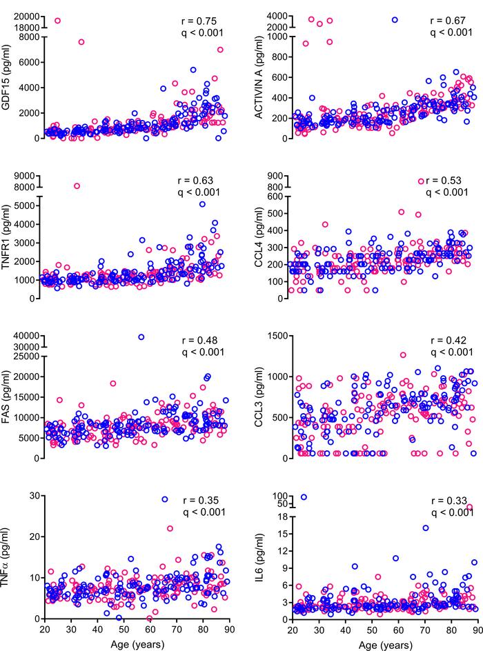 Circulating SASP factors are associated with chronological age.
Circulat...