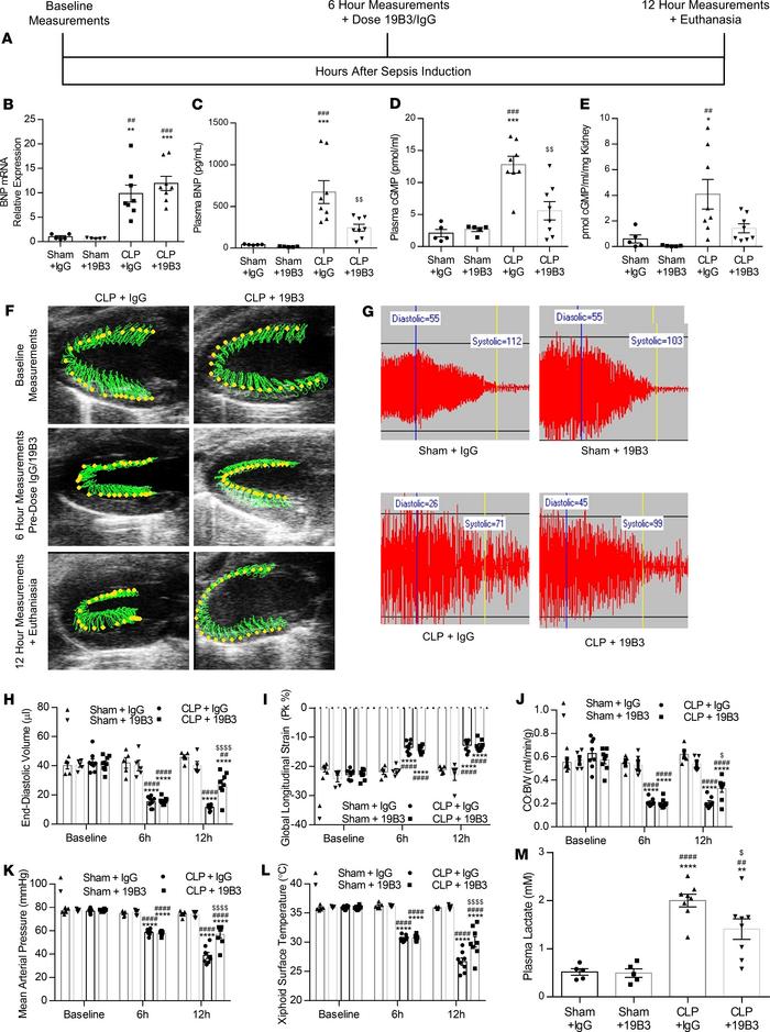 BNP neutralization via 19B3 reverses low preload, increases cardiac outp...