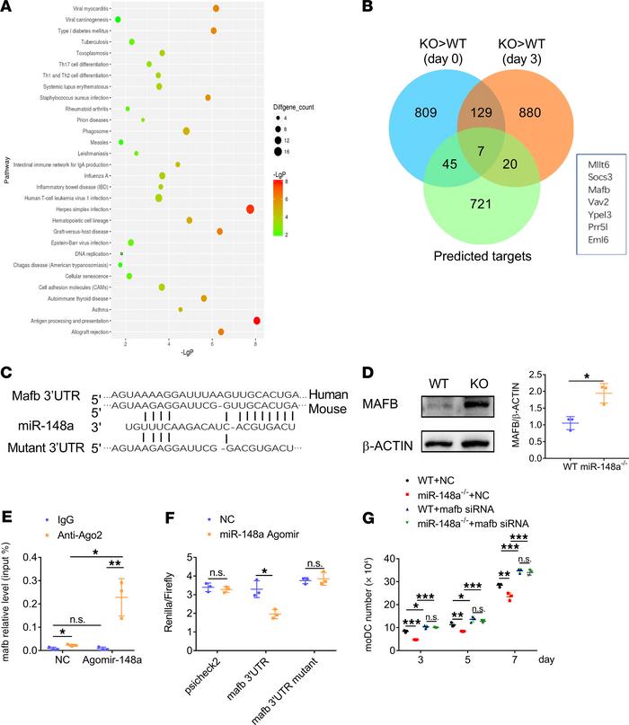 MAFB is a direct target of miR-148a.

(A and B) Monocytes isolated from ...