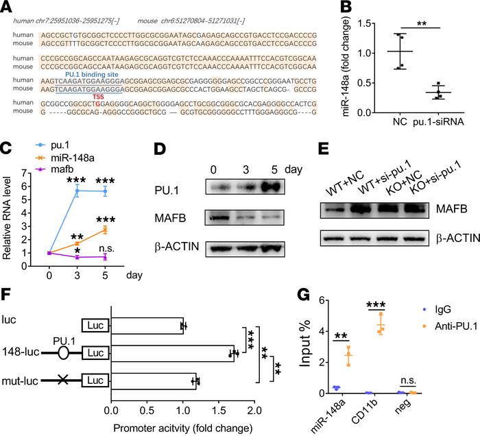 
miR-148a is involved in the inhibition of MAFB expression by PU.1.
(A) ...
