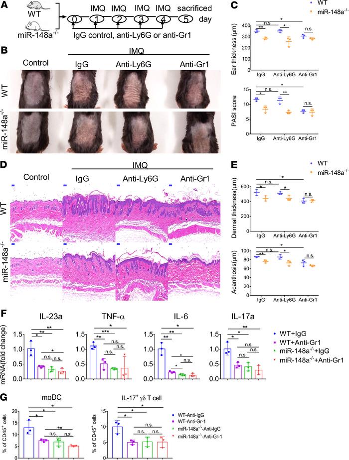 moDC intrinsic miR-148a contributes to inflammation.
(A) Schematic diagr...