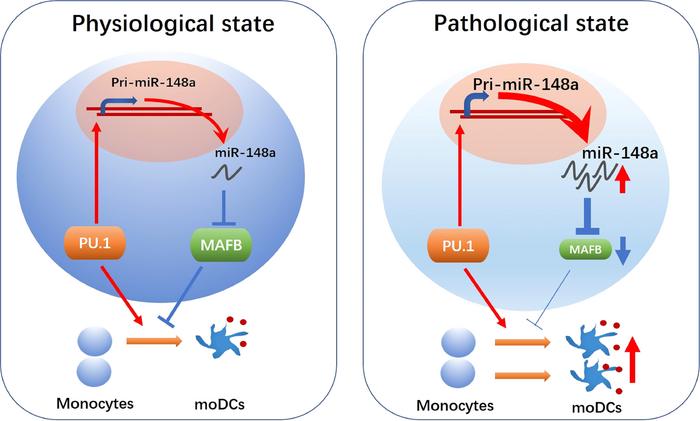 Regulation model.
miR-148a, which could be transcriptionally activated b...