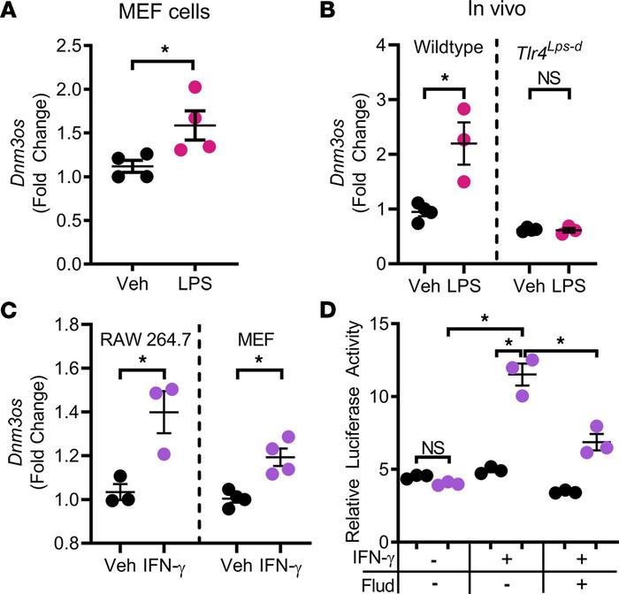 Proinflammatory TLR4 and IFN-γ/STAT1 pathways transactivate the miR-214 ...
