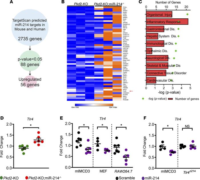 miR-214 directly inhibits TLR4.
(A) The approach used to identify direct...