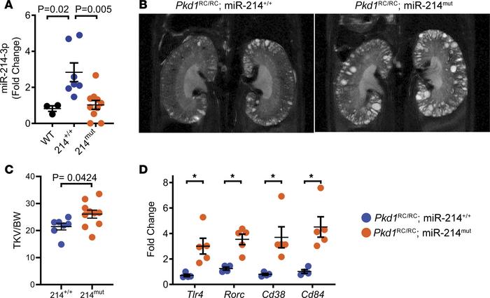 miR-214 deletion aggravates cyst growth in the Pkd1RC/RC model of ADPKD....